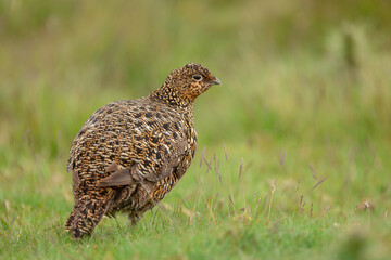 Red Grouse hen, or female, facing right on managed grouse moorland in Swaledale, UK. Scientific name: Lagopus lagopus. Close up. Taken from car window, beanbag and long lens.  Space for copy.