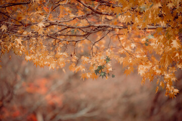beautifully captures autumn leaves on a tree, where vibrant yellow hues dominate. A few green leaves persist, and a blurred background suggests a forest setting.
