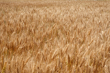 A large field with ears of golden wheat.