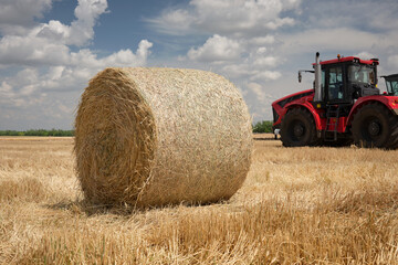 A roll of dry hay lies in a field after harvesting against the background of a tractor.
