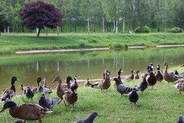 ducks and geese
