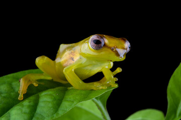 Baby Zhangixalus dulitensis closeup on green leaves 