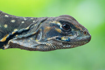 Closeup head utterfly agama lizard (leiolepis belliana) 