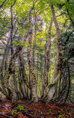 Obraz premium Bois du chapitre