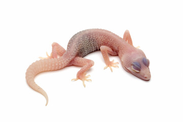 Eublepharis macularius diablo blanco juvenile sleeping on isolated background