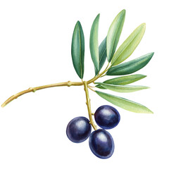 Olive branch, green leaves, watercolor drawing plant illustration. Art food, isolated botanical nature design elements