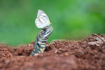 The butterfly lands on the head of the Butterfly agama lizard, Butterfly agama lizard (leiolepis belliana) out of the underground hole