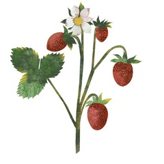 beautiful ripe strawberries with leaves and flowers watercolor on a white background