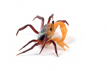 Lepidothelphusa menneri on isolated background, Indonesian new crab (three color) closeup, Lepidothelphusa menneri crab 