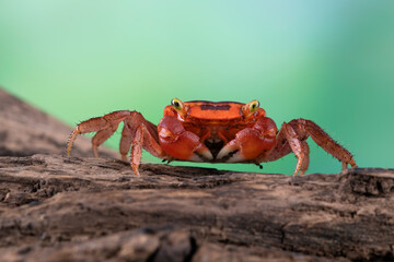 Female red apple crab or chameleon crab closeup on wood, Red apple on isolated background