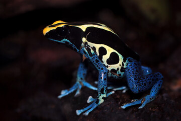 Dendrobates tinctorius cobalt on stone, Poison dartfrog Dendrobates tinctorius cobalt looks for small insects to eat