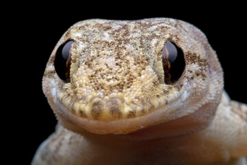 House gecko 