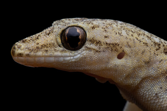 House gecko "Hemidactylus platyurus" closeup head isolated on black background, House gecko closeup