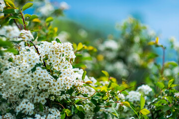 White summer flowers of a bush on a picturesque blurred natural background.