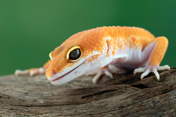 Sunglow leopard gecko on wood, Sunglow leopard gecko closeup