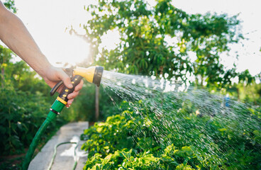 A farmer with a watering hose and a sprayer waters vegetables in the garden on a sunny summer day....