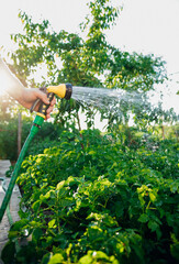 A farmer with a watering hose and a sprayer waters vegetables in the garden on a sunny summer day....