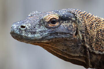 The Komodo dragon (Varanus komodoensis) closeup head, Closeup head of komodo