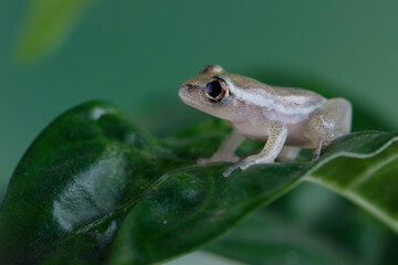 Reed frog froglte on leaves, Heterixalus alboguttatus 