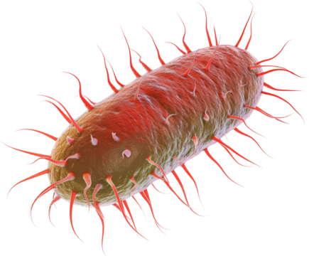 bacteria, microbe, red abstract background, clipart, png, transparent background, cut out background, di cut - Powered by Adobe
