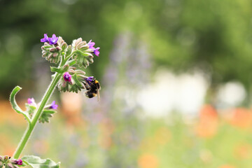 Bumblebee collects nectar from wildflowers. Pollination of flowers by insects. Lawn with flowers, selective focus, summer. Close-up of a bumblebee near a purple flower