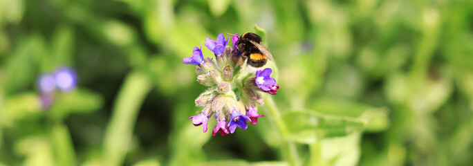 Bumblebee collects nectar from wildflowers. Pollination of flowers by insects. Lawn with flowers, selective focus, summer. Close-up of a bumblebee near a purple flower