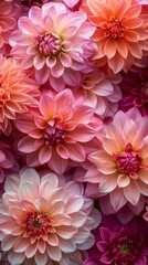 Obraz premium Vibrant Symphony: Blooming Dahlias in Full Color for Summer and Spring, Featuring Lush Outdoor Floral Scenery in High-Resolution AI-Generated Wallpaper