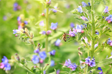 Bumblebee collects nectar from wildflowers. Pollination of flowers by insects. Lawn with flowers, selective focus, summer. Close-up of a bumblebee near a purple flower