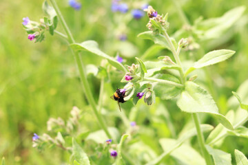 Bumblebee collects nectar from wildflowers. Pollination of flowers by insects. Lawn with flowers, selective focus, summer. Close-up of a bumblebee near a purple flower