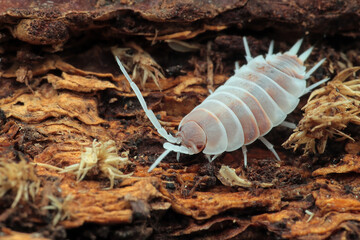 Porcellionides pruinosus ‘Red Koi’ closeup on bark, Red koi isopod closeup, Isopod Porcellionides pruinosus ‘Red Koi’
