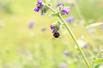 Bee collects nectar from wild flowers. Pollination of flowers by insects. Lawn with flowers, selective focus, summer. Close-up of a bee near a purple flower