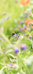 Bee collects nectar from wild flowers. Pollination of flowers by insects. Lawn with flowers, selective focus, summer. Close-up of a bee near a purple flower
