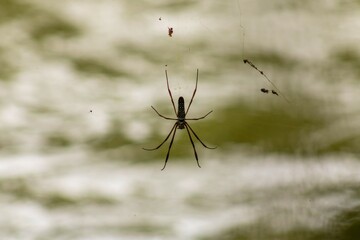 Aranha