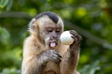 Macaco Prego