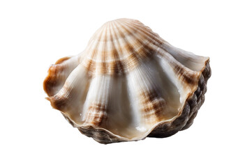 Collection of Shell Raw Mollusk Delicious Seafood Shellfish Sea Oyster Fresh Isolated on A Transpare