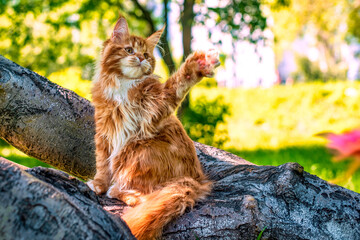 A very beautiful red kitten Maine plays in the forest.