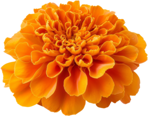 orange marigold flower clipart, png, transparent background, cut out background, di cut