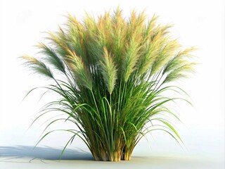Ornamental Grass Plant with Long, Feathery Seed Heads