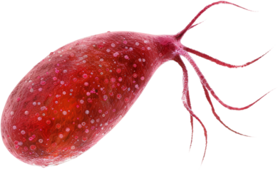 red amoeba clipart, microscopic, single celled organism, png, transparent background, cut out background, di cut