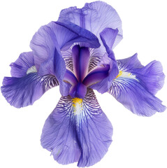 purple iris flower clipart, floral bloom, png, transparent background, cut out background, di cut © AucArtStudio