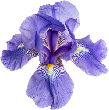purple iris flower clipart, floral bloom, png, transparent background, cut out background, di cut