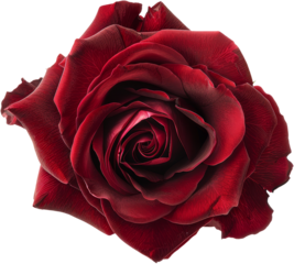 red rose, flower clipart, png, transparent background, cut out background, di cut