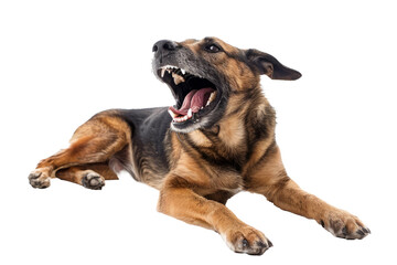 Obraz premium Close-up of an aggressive dog barking with its teeth bared, isolated on white background