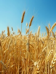Fototapeta premium Golden wheat field under a clear blue sky, showcasing ripe wheat ready for harvest. Agriculture and farming concept.