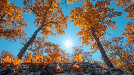 A stunning view of autumn trees with golden leaves basking in sunlight against a clear blue sky, captured from a low angle perspective in a forest setting