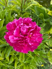 Obraz premium Close up of Peony
