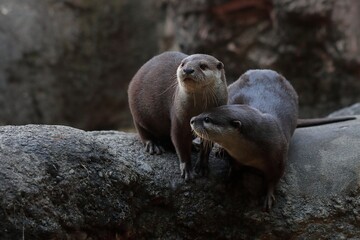 寄り添う二頭のコツメカワウソ