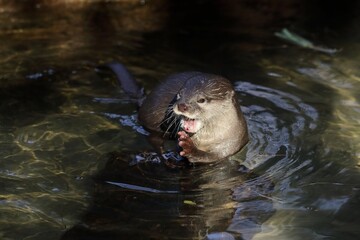 Obraz premium 水に入り鳴くコツメカワウソ