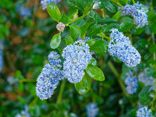 Inflorescences of Blueblossom Ceanothus
(Ceanothus thyrsiflorus)