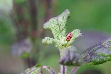 Obraz premium Ladybug found in agricultural fields